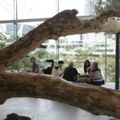 观众于布里斯班现代美术馆《归去来兮》展览，蔡国强的装置作品《茶庭》里品尝福建铁观音茶， 澳洲， 2013年。陈昱羽摄，蔡工作室提供。