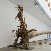 《桉树》，2013年，Natasha Harth 摄，昆士兰美术馆暨现代美术馆提供