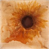 《向日葵日记》  局部3