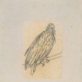 山鹰  1954年 纸本铅笔  17.4×12cm