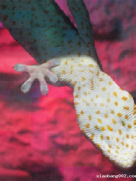 PORTRAIT-PIXEL-12 red lizard by Wang Chuan